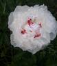 Madame de Verneville peony photo