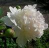 Madame de Verneville peony photo