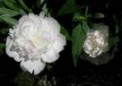 Madame de Verneville peony photo