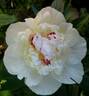 Madame de Verneville peony photo