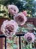 Koko Loco rose photo