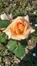 Warm Wishes rose photo