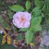 Marie Pavié rose photo
