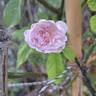 Marie Pavié rose photo