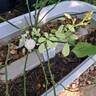 Bordure Blanche ® rose photo