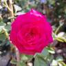 Kazatchok ® rose photo