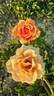 Ashram ® rose photo