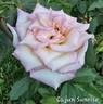 Cajun Sunrise rose photo