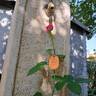 Caprice de Meilland ® rose photo