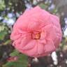 Elaine Paige™ rose photo
