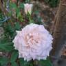 Catherine Meurisse rose photo