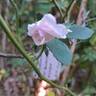 Souvenir de la Malmaison rose photo
