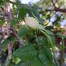 Ragazza rose photo