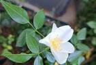 Escimo rose photo