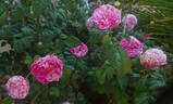 Emilia Castelli rose photo