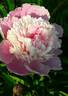 Umbellata Rosea peony photo
