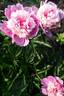 Umbellata Rosea peony photo