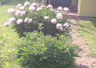 Umbellata Rosea peony photo