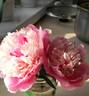 Umbellata Rosea peony photo