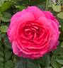 Posh Life rose photo