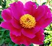 Dancing Butterfly peony photo