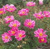Dancing Butterfly peony photo