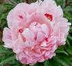 Abracadabra peony photo