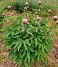 Abracadabra peony photo