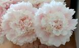 Aura peony photo