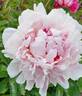 Foxtrot peony photo