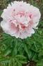 Logo peony photo
