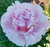 Logo peony photo
