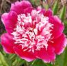 Magnet peony photo