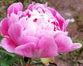 Margarita peony photo