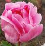 Tango peony photo
