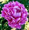 The Bulldog peony photo