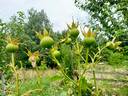 Madame Anisette rose photo