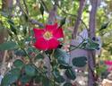 Candia Meillandécor ® rose photo