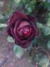 Nočná panna rose photo