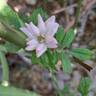 The Fairy rose photo