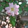 The Fairy rose photo