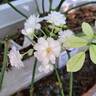 Bordure Blanche ® rose photo