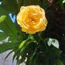 Bataclan rose photo