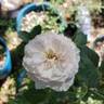Boule de Neige rose photo