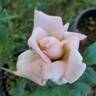 New Zealand rose photo