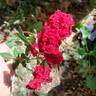 Red Cascade rose photo