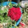 Red Cascade rose photo
