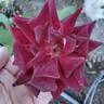 Night Time rose photo