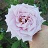 Lady X rose photo