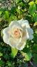 Chandos Beauty rose photo
